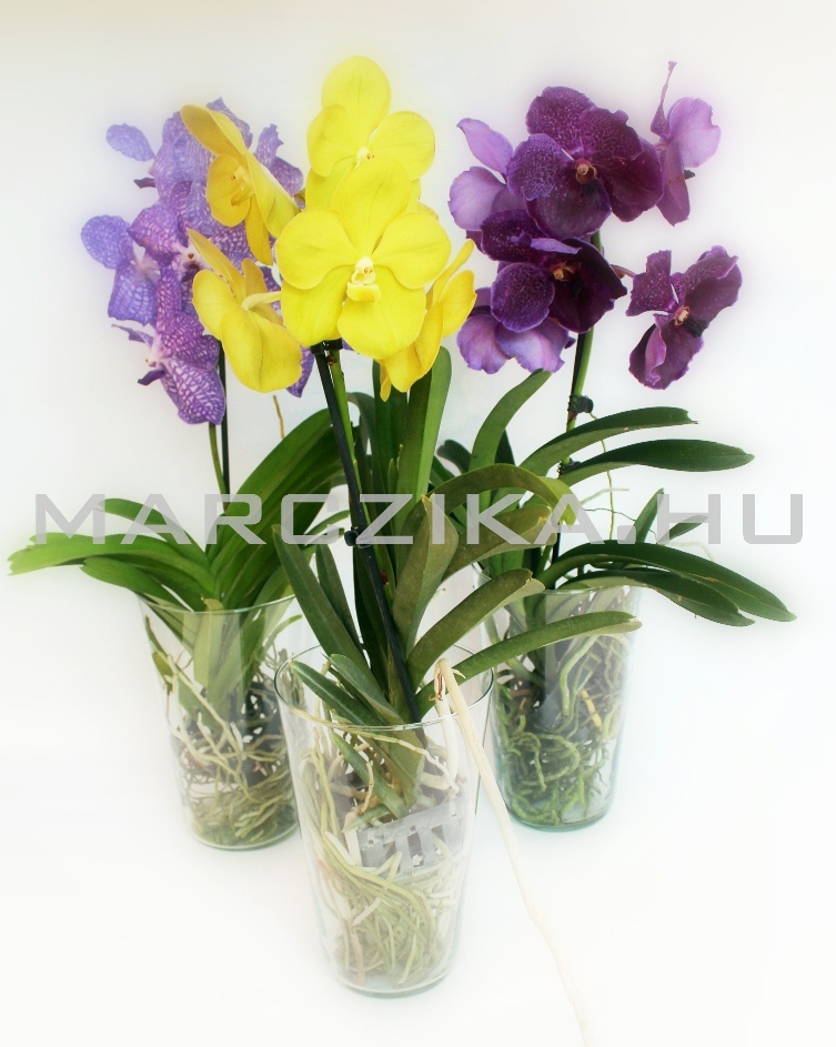 orchidea, viragzo orchidea, uvegkaspo, leggyoker, atlatszo orchidea cserep, marczika, erd hungary, uvegkaspos viragzo vanda orchidea